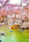 Najljepši trešnjini cvjetovi na svijetu