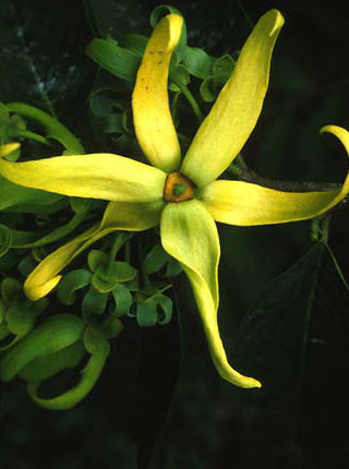 Ylang ylang - cvijet koji budi eros