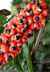 Guarana Guarana
