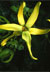 Ylang ylang - cvijet koji budi eros