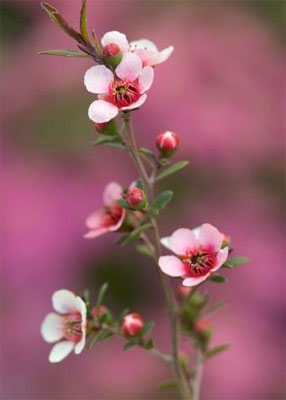 cvijet cajevca, tea tree