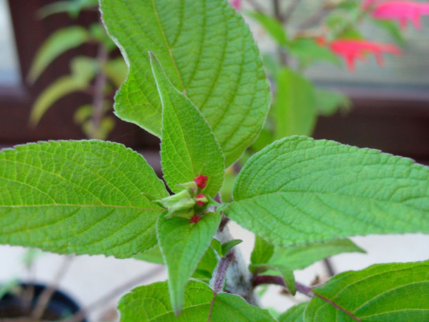 kadulja, salvia officinalis