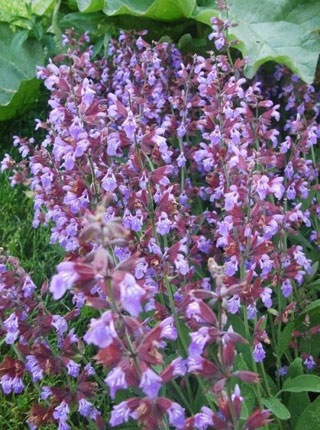 kadulja, salvia officinalis, cvijet