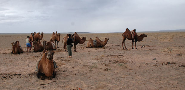 mongolija, deve kod khongoryn elsa