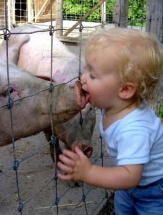 pig kiss