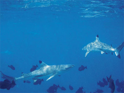 ronjenje s morskim psima