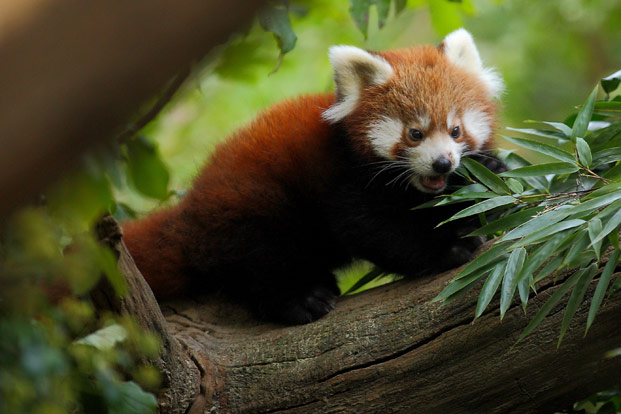mala crvena panda, zg zoo