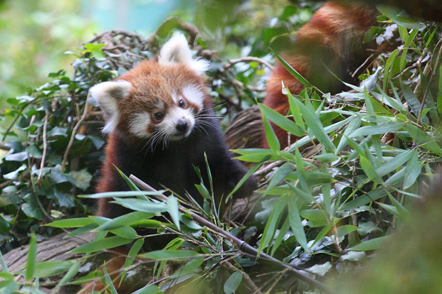 mala crvena panda, zg zoo