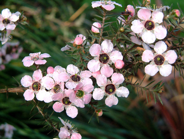 manuka