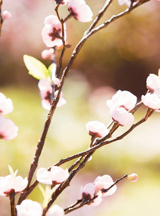 trešnjin cvijet