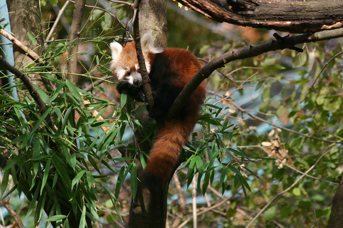 dan crvenih panda