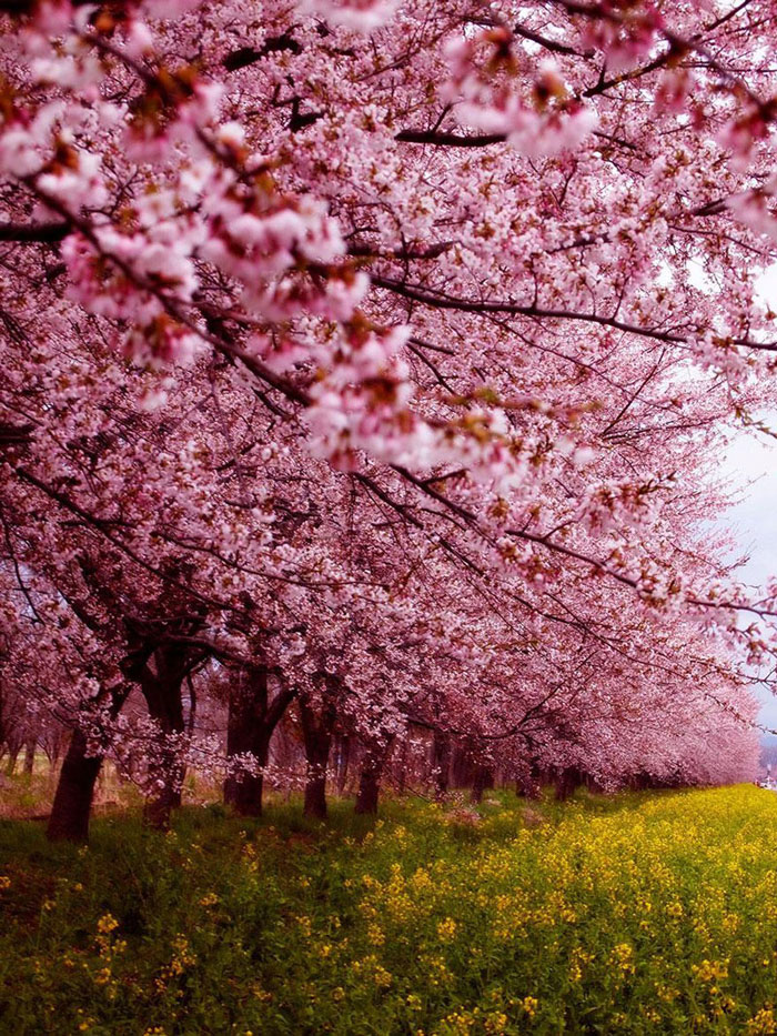japan, trešnjin cvijet