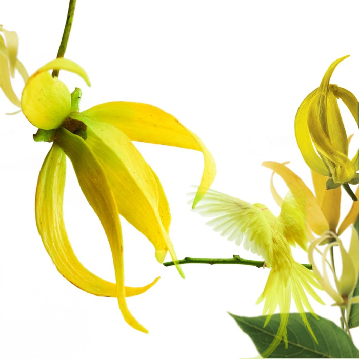 klorane ylang ylang