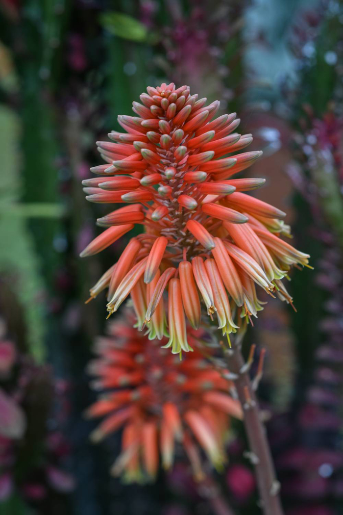 floraart 2024