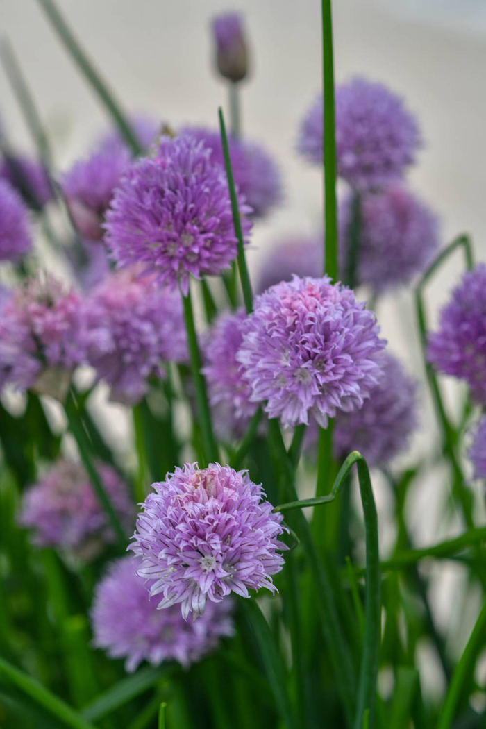 floraart 2024