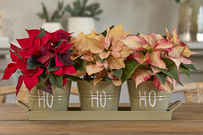 bozicna_zvijezda_cijela