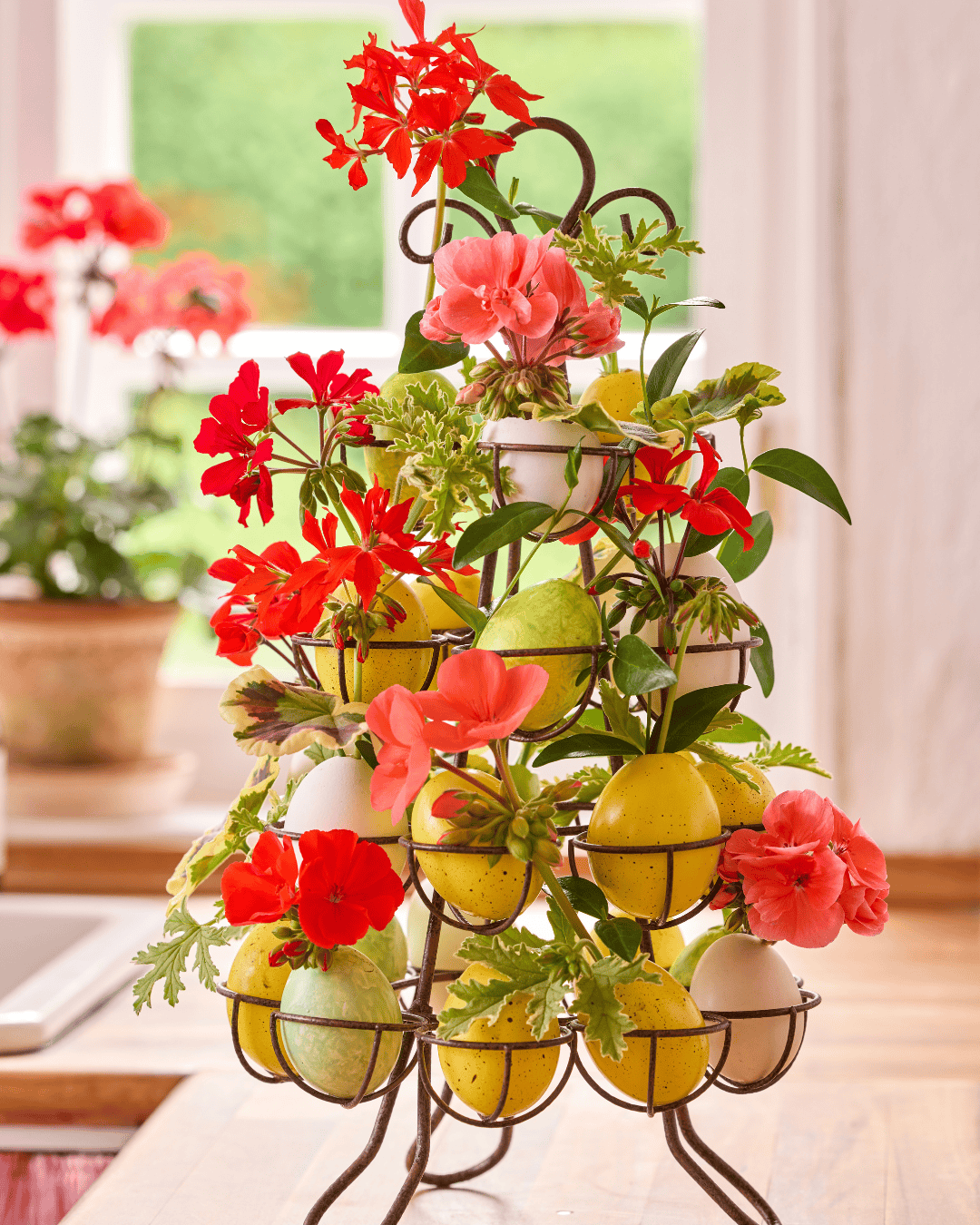 pelargonija_uskrs_cijela4