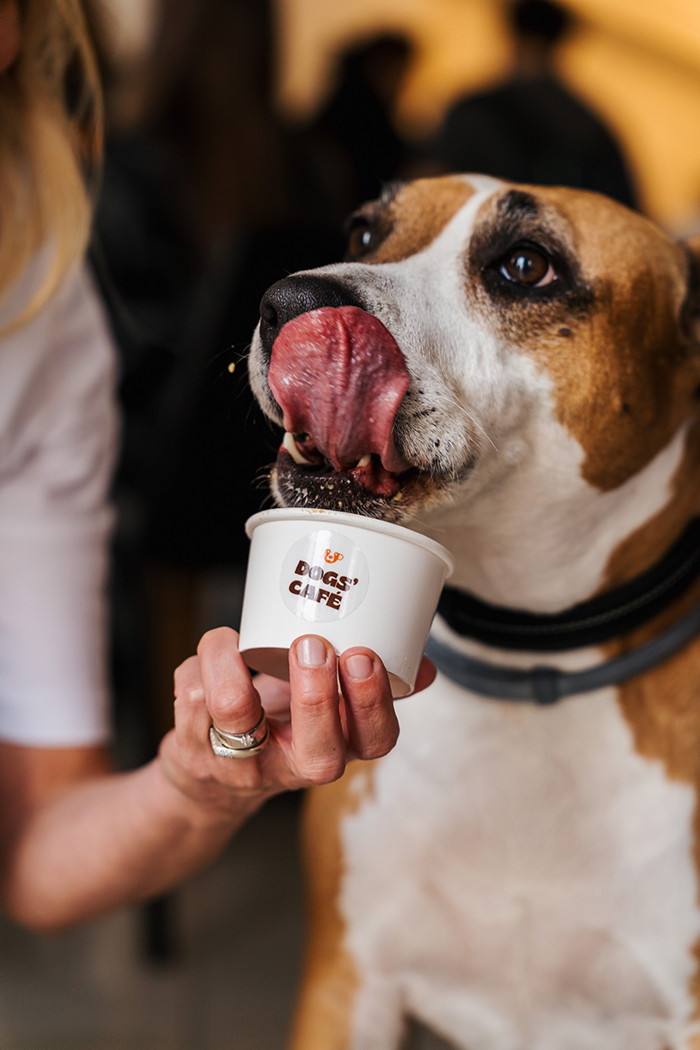 dogs_cafe_cijela1
