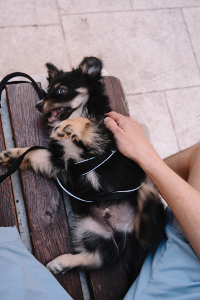 dogs_cafe_cijela4