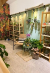 Volite biljke? Otkrili smo plant shop  stvoren za vas!