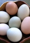 Jaja čuvaju vid, kožu i kosu