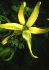 Ylang ylang - cvijet koji budi eros