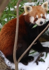 Neodoljivo slatke - male crvene pande