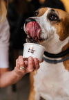 Raj za njuškice: Dogs’ Café stigao u Split!